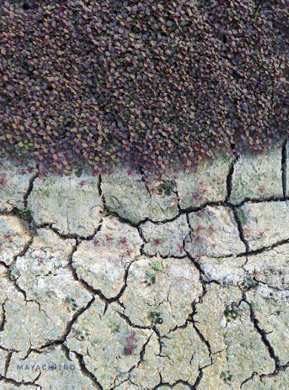 Ants on Soil