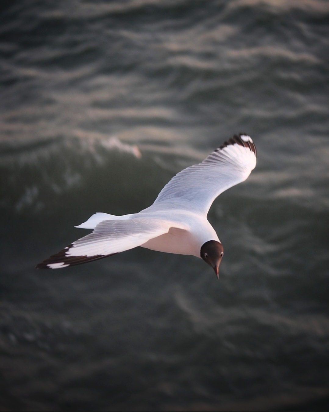 Black Headed Gull Flying