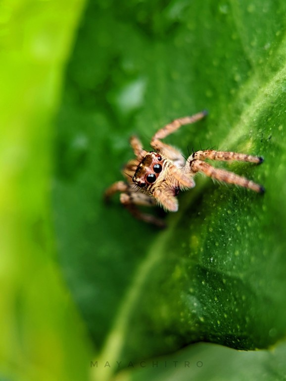 Jumping Spider Macro