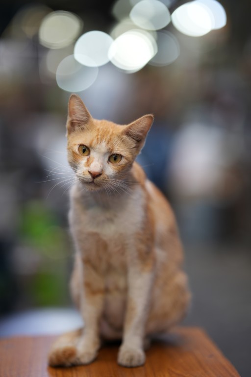 Street Cat Portrait