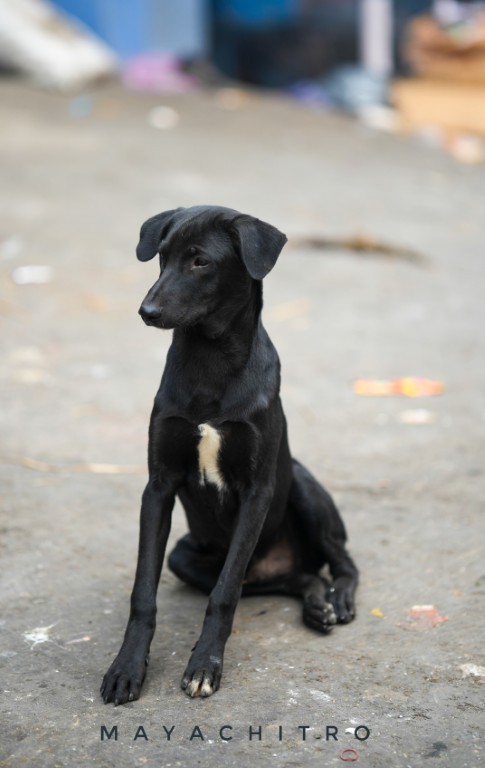 Street Dog Black
