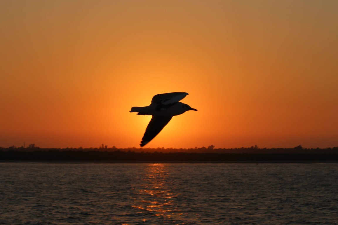 Sunset Bird Silhouette
