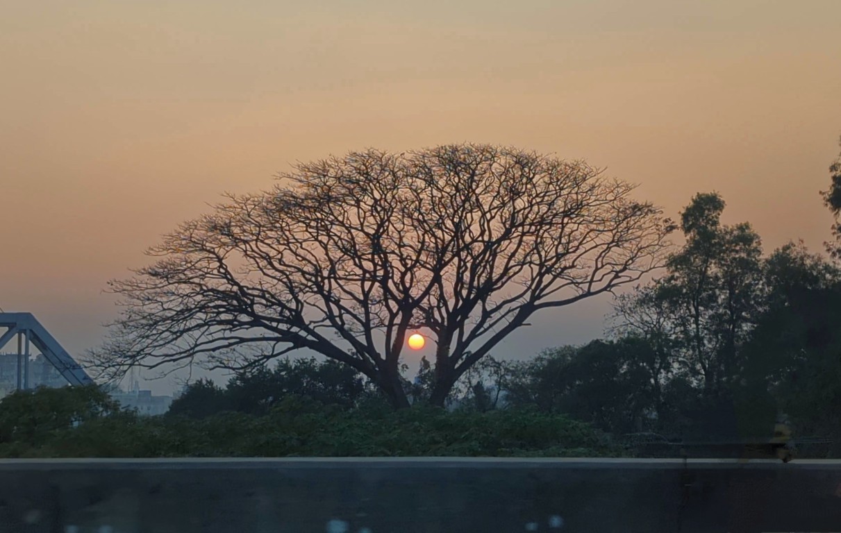 Sunset Tree Silhouette