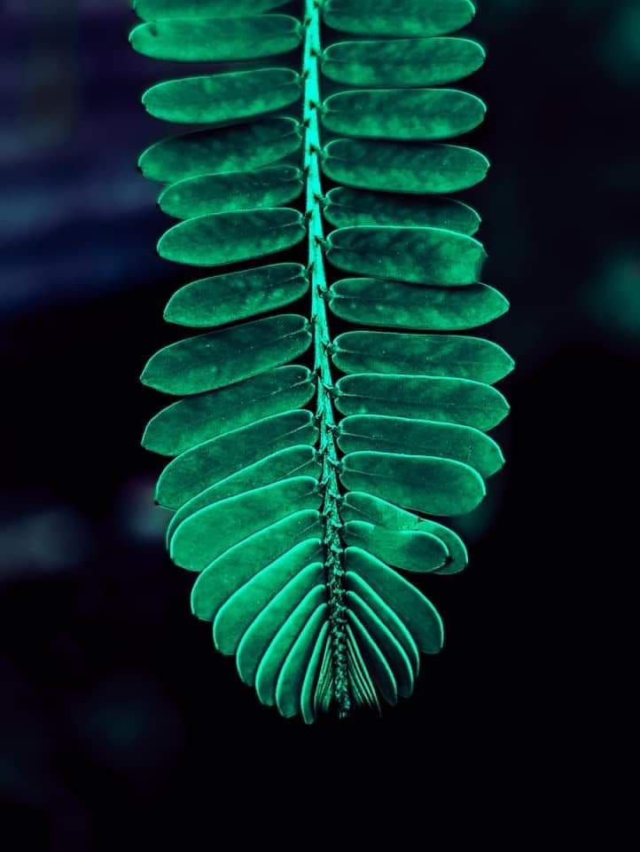 Symmetrical Green Leaf