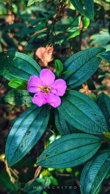 Wild Melastoma Flower
