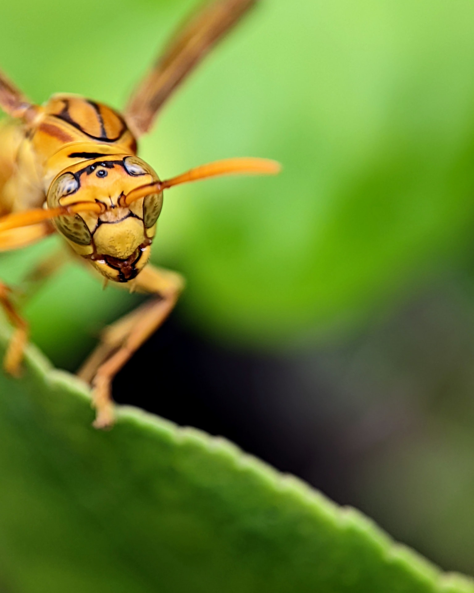 Yellow Wasp Macro